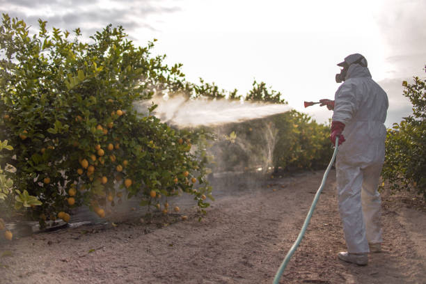 Best Rat Extermination Near Me  in Maricopa, CA